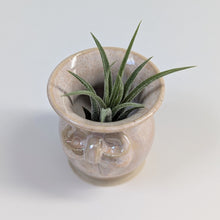 Load image into Gallery viewer, Coquette Bow Mini Planter Vase 0019
