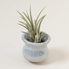 Load image into Gallery viewer, Blue Mother of Pearl Mini Planter Vase 0029
